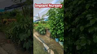 Implant Nursery Visit Bareilly👏Wholesale Plant Nursery👏nursery youtubeshorts shorts [upl. by Sorensen500]