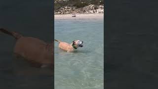 Aldinga beach ⛱️pittielife dontbullymybreed soundcloudartist gentlepittie pibble [upl. by Asus]