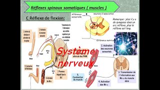 système nerveux les types des arcs de reflexe [upl. by Damara293]