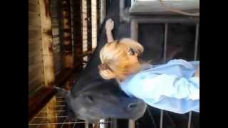 Horse grooming a womangreat massage [upl. by Norym]