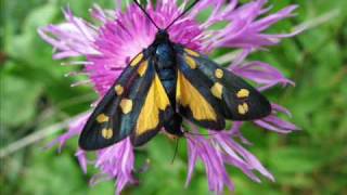 Zygaena transalpina tilaventa mit gelber abflava Eine Fotoschau von Karin und Wolfgang Schmökel [upl. by Zeuqirdor829]