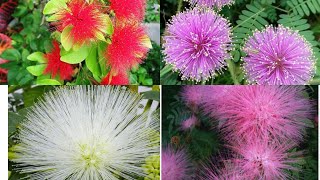 198Powder puffcalliandra plant red flower powder puff growing method [upl. by Elexa]