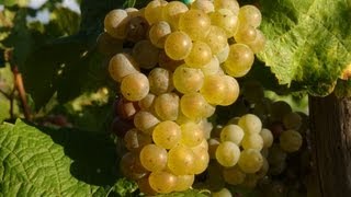 Moezelwijn  wijnbouw aan de Moezel  Duitsland  Wijn  Riesling  BernkastelKues  Cochem  Trier [upl. by Kral976]