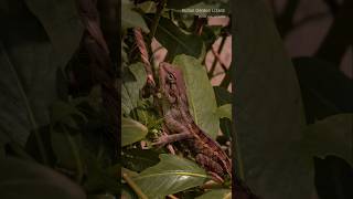 Indian Garden Lizard animalplanet cat facts citylife documentary animals [upl. by Fadden]