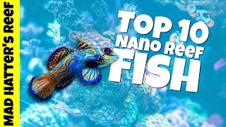 Top 10 Nano Reef Tank Fish [upl. by Possing735]