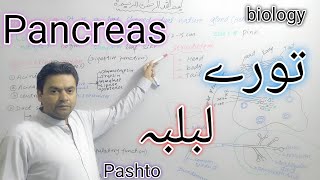 Pancreas  Biology  Class 11  Dr Mushtaq Pashto Lectures پانقراص  khwagaky [upl. by Brookhouse431]