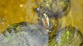 Blue Claw Crab at Loxahatchee River Jupiter Fl wwwkayakinglooncom [upl. by Rhett884]