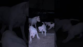 Dogo argentino puppies Lithuania puppy dogoargentinopuppies dogoargentinadogs [upl. by Nylyaj589]