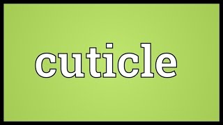 Cuticle Meaning [upl. by Zacherie]