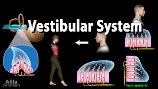 The Vestibular System Animation [upl. by Enoid]