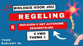 5 vwo  Regeling  5  Reflexen amp het autonome zenuwstelsel [upl. by Marlane]