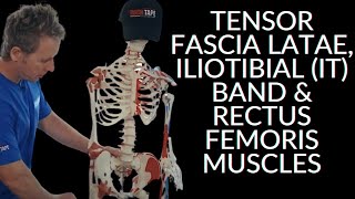 Anatomy Series  Tensor Fascia Latae Iliotibial IT Band amp Rectus Femoris Muscles [upl. by Nylknarf513]