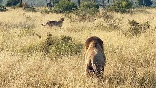 LION vs CHEETAH  WILD DOGS vs BABOON [upl. by Artenal]