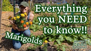 Marigold Flowers 101 Planting Care amp Harvesting for These Beautiful Beneficial Pollinators [upl. by Rubin937]