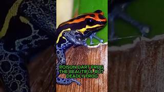 Poison Dart Frog  The Beautiful But Deadly Frog [upl. by Atkinson398]