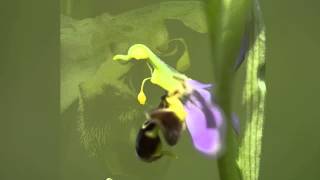 Orchid pollination 9 Pollination of Ophrys apifera the bee orchid [upl. by Broeker]