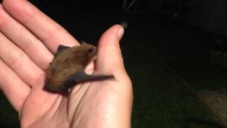 Releasing a pipistrelle bat [upl. by Leshia]