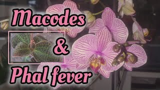 GARDENCENTER HAUL A NEW GENUS AND 3 NEW PHALAENOPSIS  AND UPDATES ON ALL 4 [upl. by Efi]