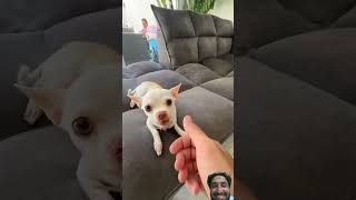 The kuchi kuchi dog very funny video chihuahua puppy dog entertainment nikkich🤣🤣 [upl. by Atnuahs]