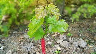 Grafting Grape Vine  How To Grafting Grape VinesPlant Using Cleft Graft Method [upl. by Noret]