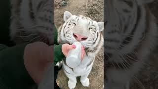 Drinking milk tiger adorable wildlife shorts [upl. by Shayne]