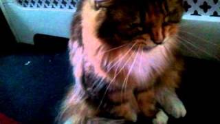 Angry growling hissing maine coon cat [upl. by Chan]