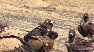 Tibetan Sky Burial [upl. by Aihsatsan]