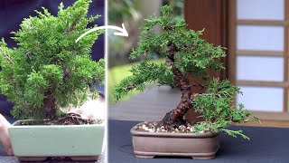 Making a Juniper Bonsai [upl. by Euqirdor]