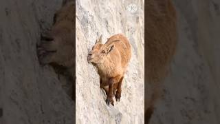 Mountain goatfactshortclimbing [upl. by Camellia]