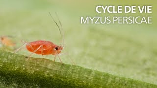 Cycle de vie Myzus persicae [upl. by Edlyn]