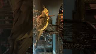 Innocent Warblers 🦜🫶💋 music reggae fyp birds song [upl. by Gorton379]