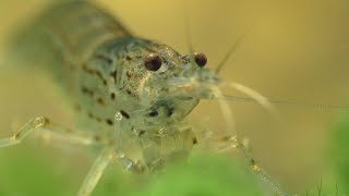 The Complete Guide To Keeping The Amano shrimp [upl. by Halian]