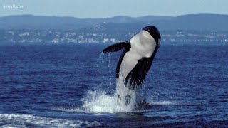 Hydrophone broadcasts live orca sounds [upl. by Hui]