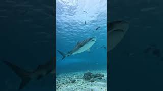 Tiger Shark swimming 🏊‍♀️😂 diving tigersharksaqivlogs [upl. by Hirschfeld830]