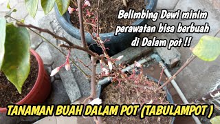 TABULAMPOT  Tanaman belimbing Dewi berbunga lebat di Dalam pot [upl. by Coshow]