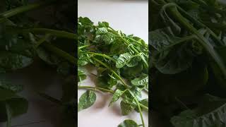 spinach basale harvesting like and subscribe subscribe [upl. by Uella]