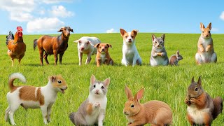 Cute Little Animals  Squirrel Rabbit Cat Dog Chicken Duck Pig Goat  Animal Moments Sounds [upl. by Jb]