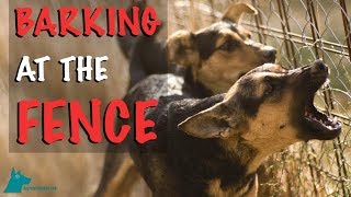 How to Stop Your Dog Barking at the Fence [upl. by Nortad]