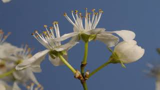 Blackthorn flowers opening springtime time lapse Prunus spinosa 4K [upl. by Lanor92]