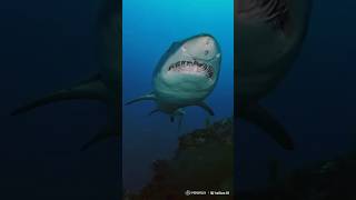 Beyond the Reef Lethal Animals of the Sea short amazing viralshorts most 1000subscriber [upl. by Elem]