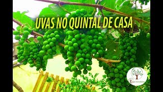 Parreira de Uva em Casa Dicas para Colher Boas Uvas sem Doenças [upl. by Atnoled]