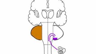 Coordination Exam  Vestibulocerebellum [upl. by Any]