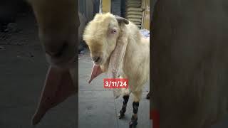 Hyderabadi bakra for sale new update9870046927 viralGovandi Mumbai 👍💕 [upl. by Priscella]