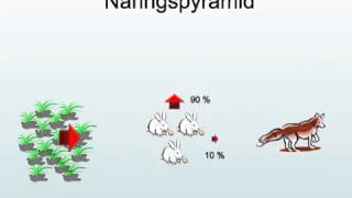 Ekologi  näringskedja näringspyramid [upl. by Smailliw]