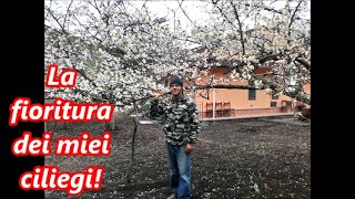 La fioritura dei miei ciliegi 🍒🍒🍒 The flowering of my cherry trees 🍒🍒🍒 [upl. by Haig]