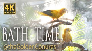 Bath time with Barry and Tsuki  The Golden Conures  Parrot TV in 4K  Rare birds splash and bathe [upl. by Mcclenaghan]