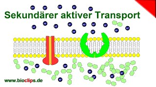 Aktiver Stofftransport [upl. by Chaney806]