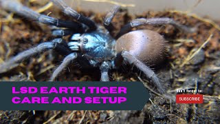 Hdevamatha  polychromatic earth tiger care  devamatha haploclastusdevamatha tarantula [upl. by Notlimah]