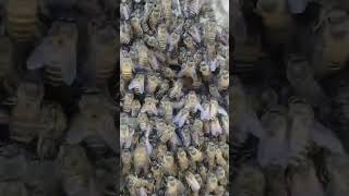 What Honeybee looks like honey satisfying fruit bee nature youtube shorts [upl. by Evans812]