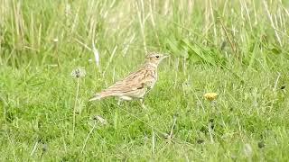 Woodlark at the Warren Spurn 8523 [upl. by Desma]